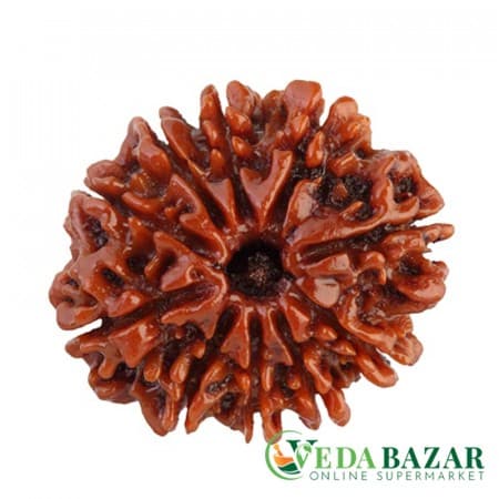 Рудракша сертифицированная 10 ликая (10 Mukhi Certified Pure Siddha Rudraksh), Непал (Saubhagya Global, Nepal) фото